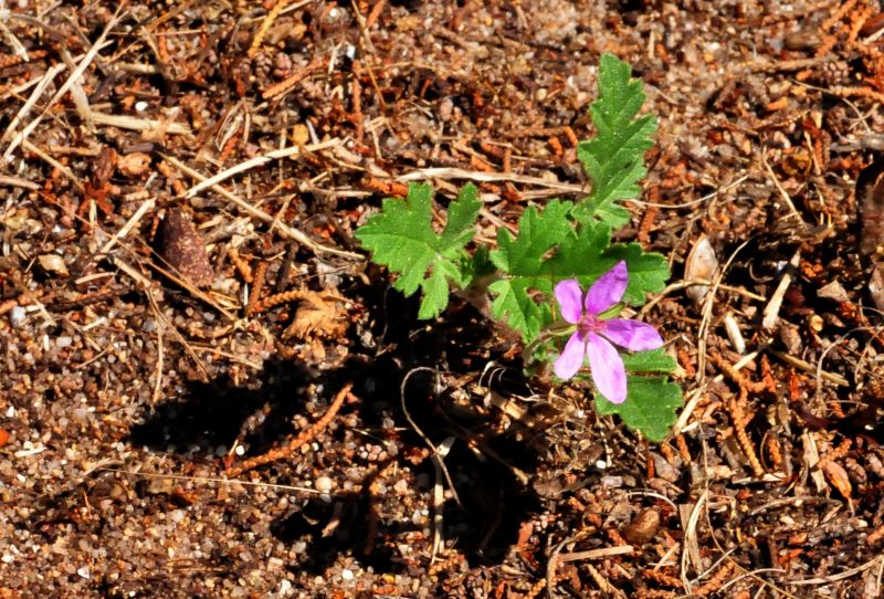 cfr. Erodium chium